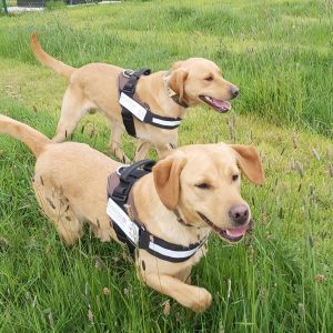 Labradors ‘Mick and Mack’ trained to sniff out Japanese Knotweed