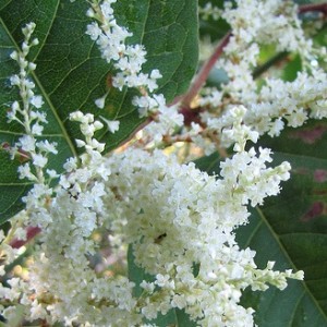 Government committee calls for research into Japanese knotweed’s effects